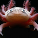 Illustration for article titled Humans may soon regenerate damaged body parts like salamanders
